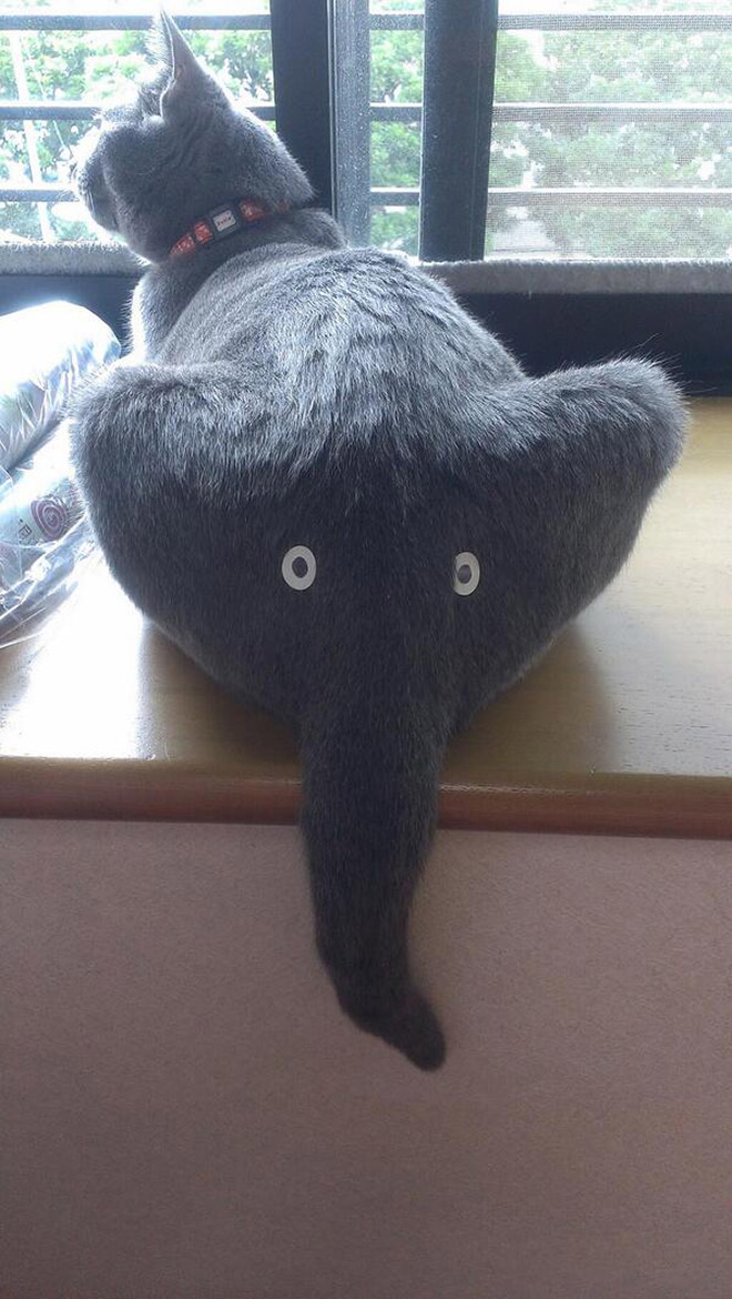 People Are Turning Their Cats into Elephants and It’s Hilarious