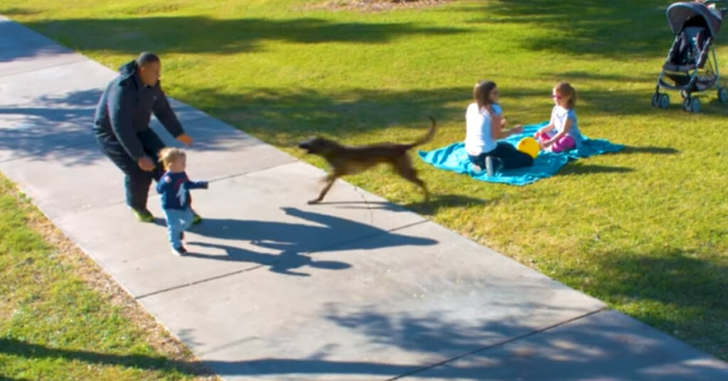 Dog Takes Charge When Man Runs Toward Little Toddler