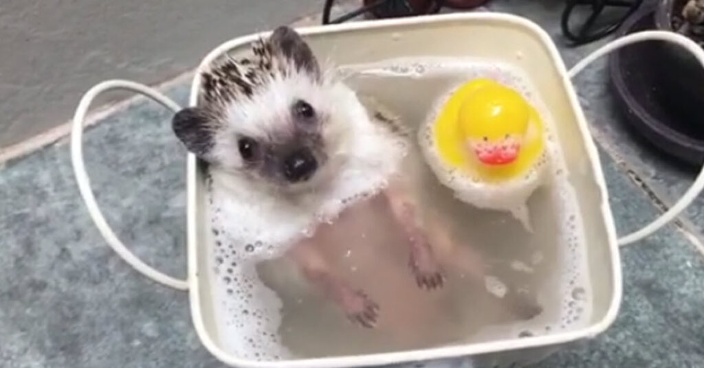 A Tiny Hedgehog Getting A Bath Is The Most Honest Thing We Have Ever