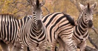 zebras struggle