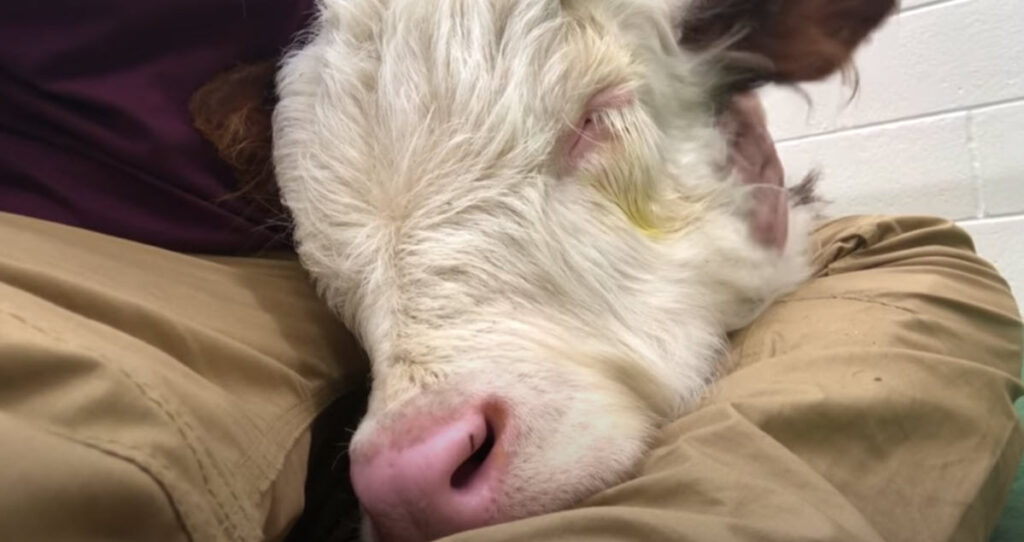 sleeping-baby-calf-snores-sweetly-while-lying-in-rescuer-s-lap-at-the