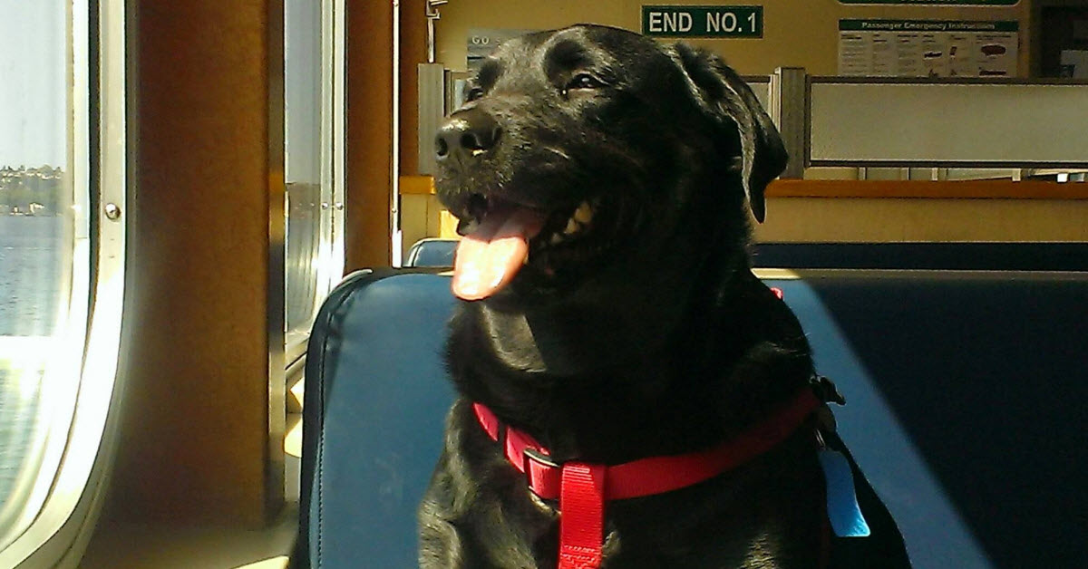A Dog Hops On The Bus Alone Every Day So She Can Play At The Park