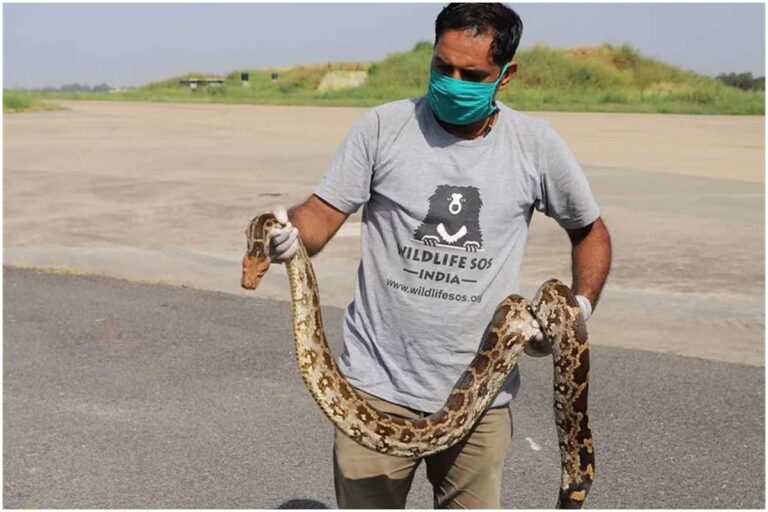 A Man Gets Bit By A Deadly Snake So He Bites Him Back ...