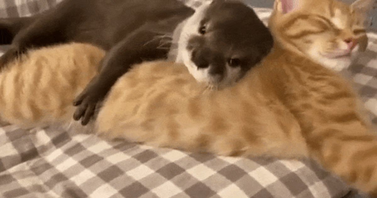 Lovie Otter Gives His Sleepy Kitty Friend Big Hug Before Bed