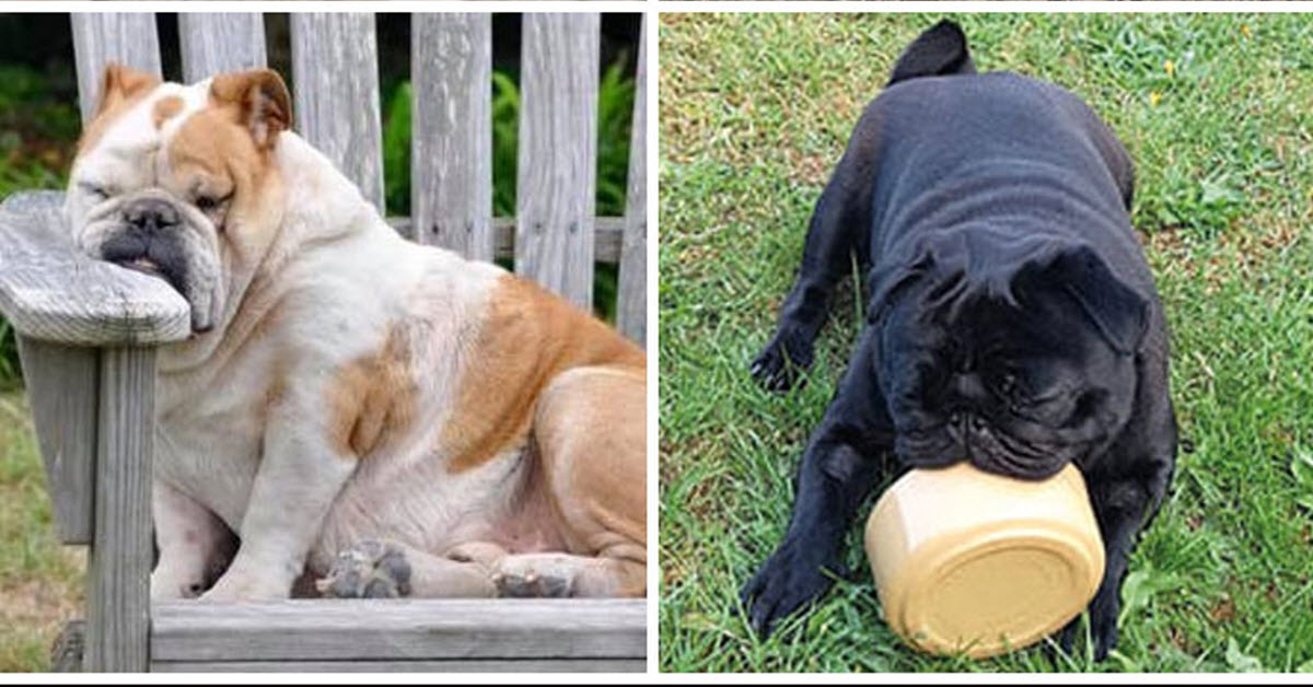 People Say These Pets Are Cute But A Vet Says They’re Cruel!