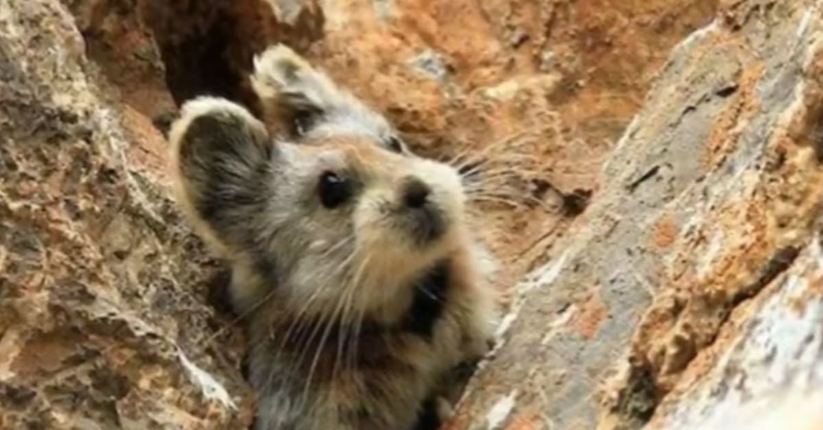 They Just Re-Found The Magic Rabbit And Got The Cutest Pictures ...