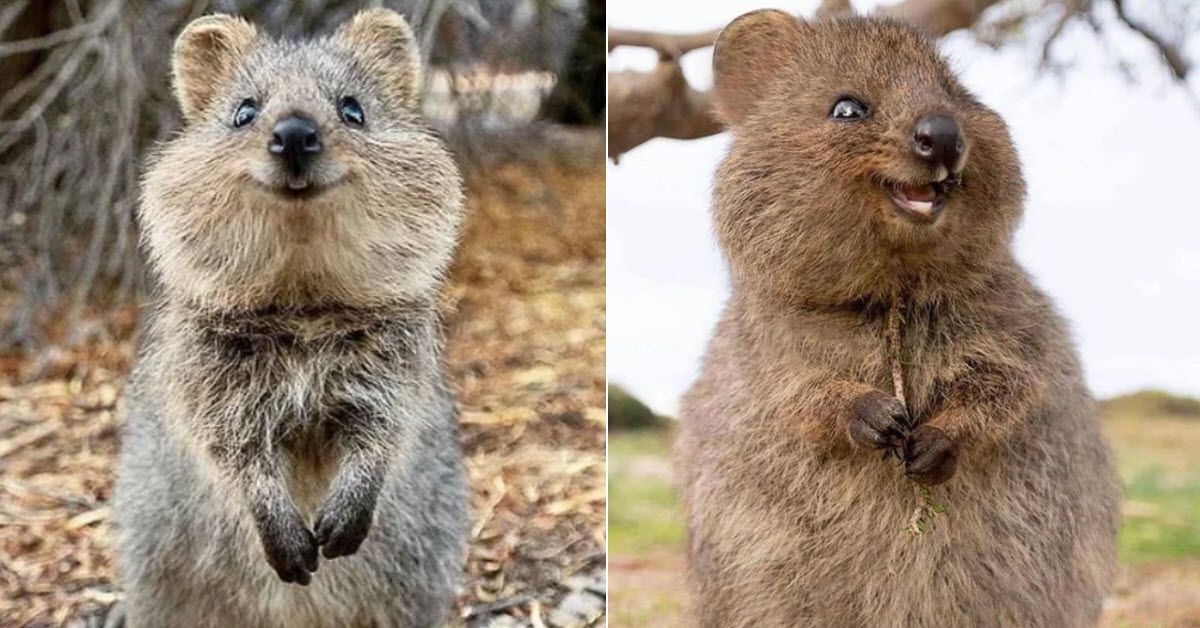 Get Ready To Be As Happy As A Quokka – InnerStrengthZone.com