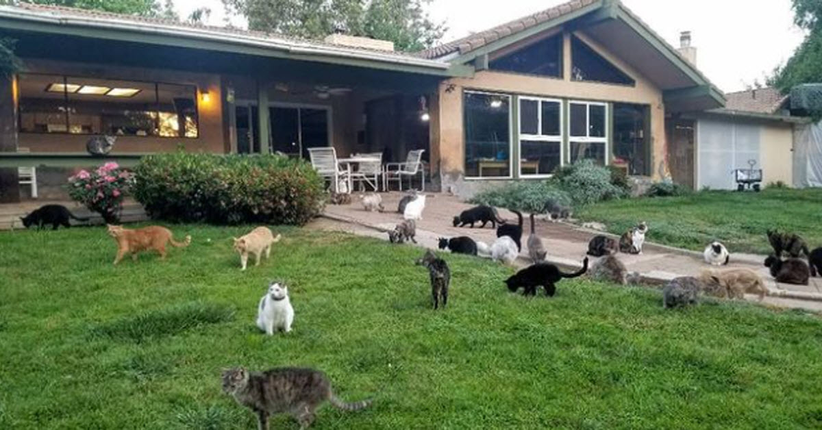 ‘Crazy Cat Lady’ Opens Her Home And Welcomes 1000 Cats Inside