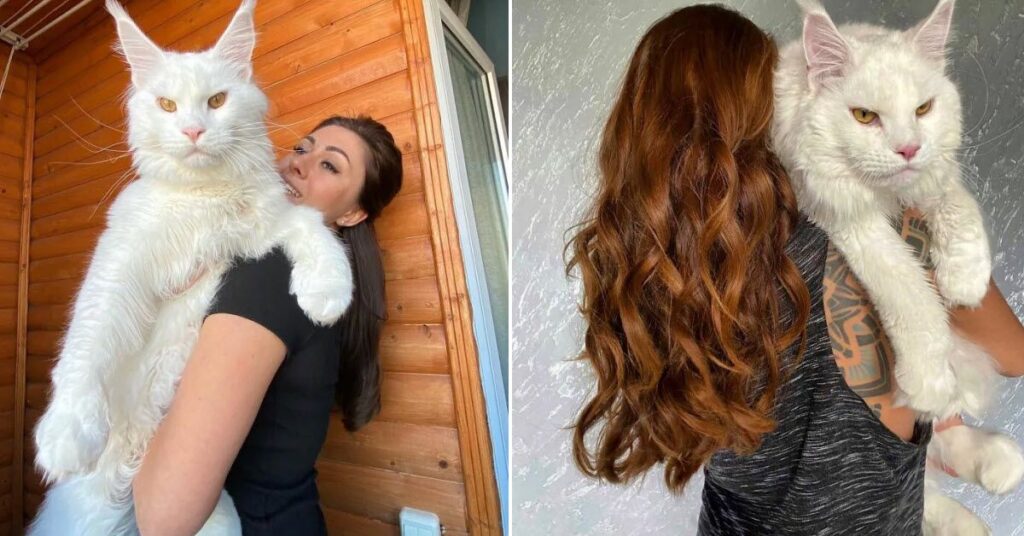 Kefir Is A Massive Maine Coon Cat That Is Bigger Than Most Dogs