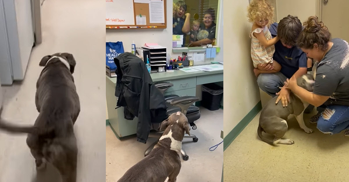 Dog Has The Best Reaction After Being Lost For 10 Months