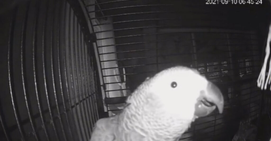 Parrot Asks Alexa To Add Pulled Pork Parrot Wants Pulled Pork So He Has Alexa Add It To The List Over And