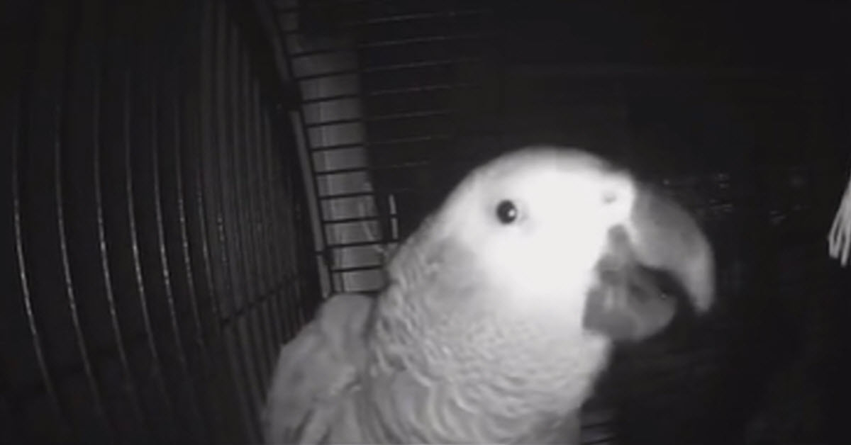 Parrot Asks Alexa To Add Pulled Pork Parrot Wants Pulled Pork So He Has Alexa Add It To The List Over And