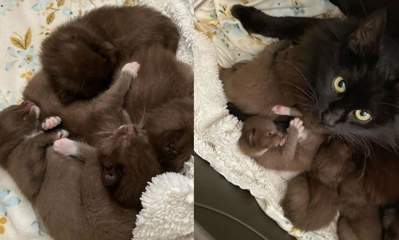 A Cat Mom with a Difference Four Rare Brown Kittens Found in Shelter